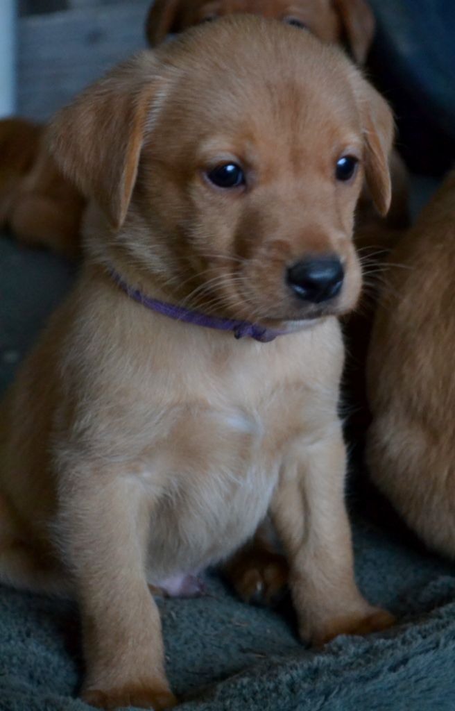 Ke'ycej - Chiot disponible  - Labrador Retriever