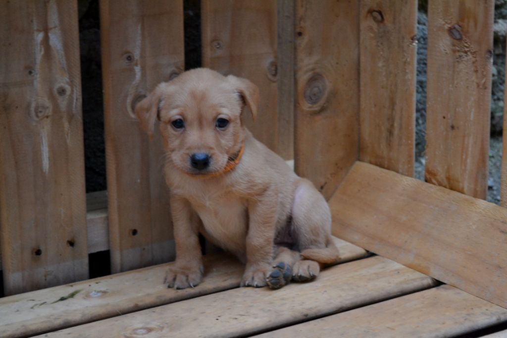 Ke'ycej - Chiot disponible  - Labrador Retriever