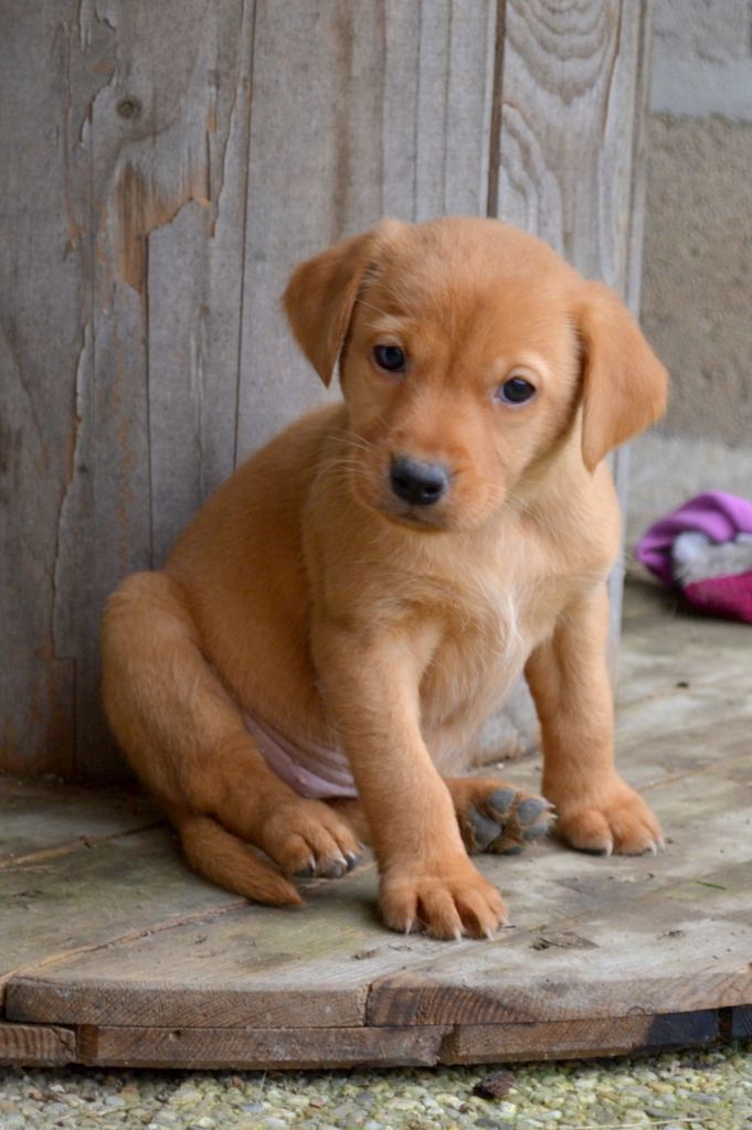 Ke'ycej - Chiot disponible  - Labrador Retriever