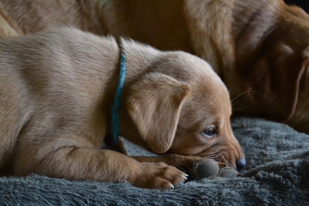 Ke'ycej - Chiot disponible  - Labrador Retriever