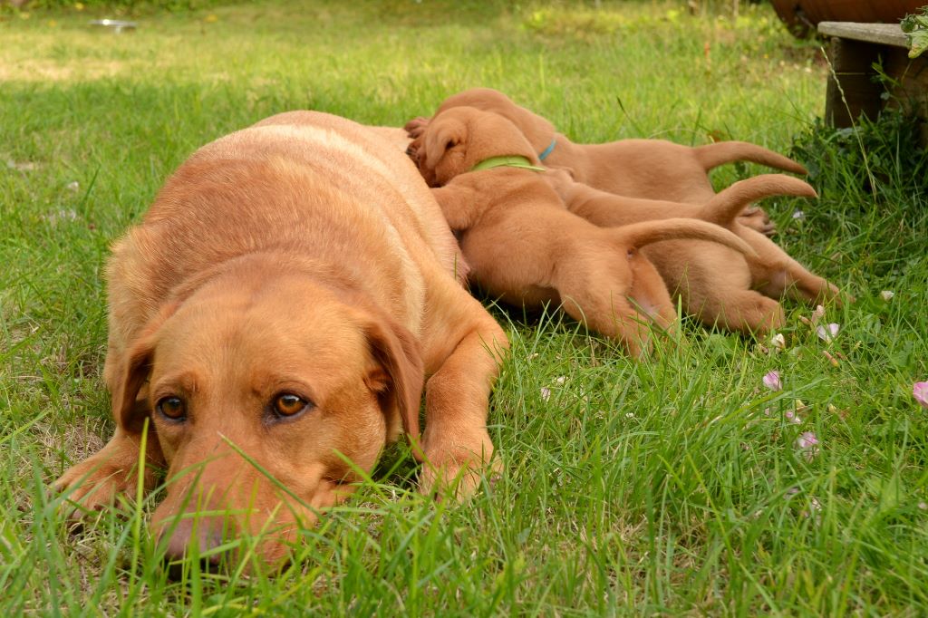 Ke'ycej - Labrador Retriever - Portée née le 19/07/2019