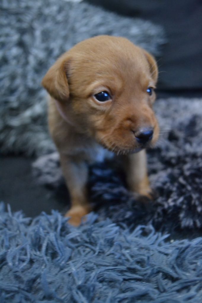 Ke'ycej - Chiot disponible  - Labrador Retriever