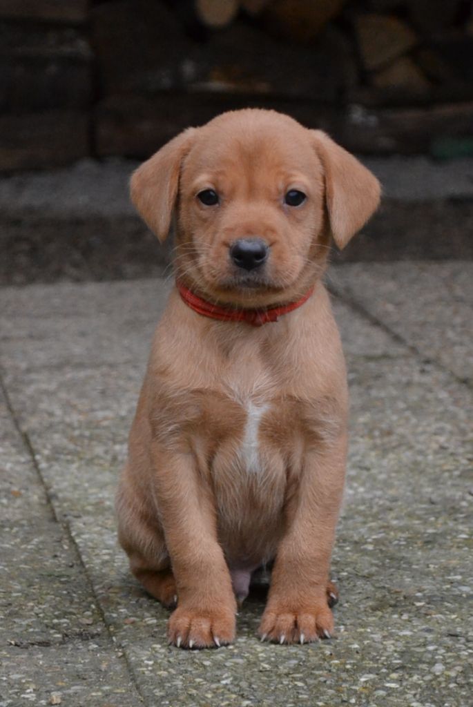 Ke'ycej - Chiot disponible  - Labrador Retriever